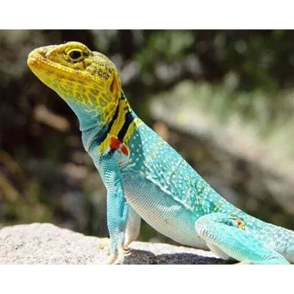 Diamond Painting - Lizard