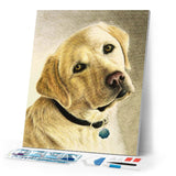 Diamond Painting - Portrait of a labrador