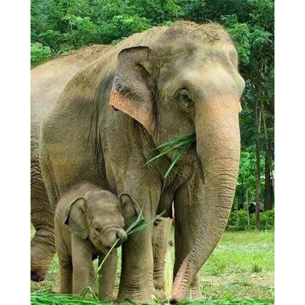 Diamond Painting - Elephant and Newborn