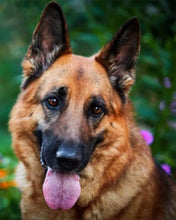Load image into Gallery viewer, Diamond Painting | Diamond Painting - German Shepherd | animals Diamond Painting Animals | FiguredArt