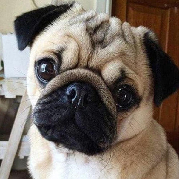 Diamond Painting - Cute Pug