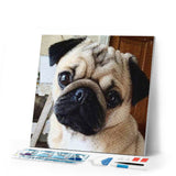Diamond Painting | Diamond Painting - Cute Pug | animals Diamond Painting Animals | FiguredArt