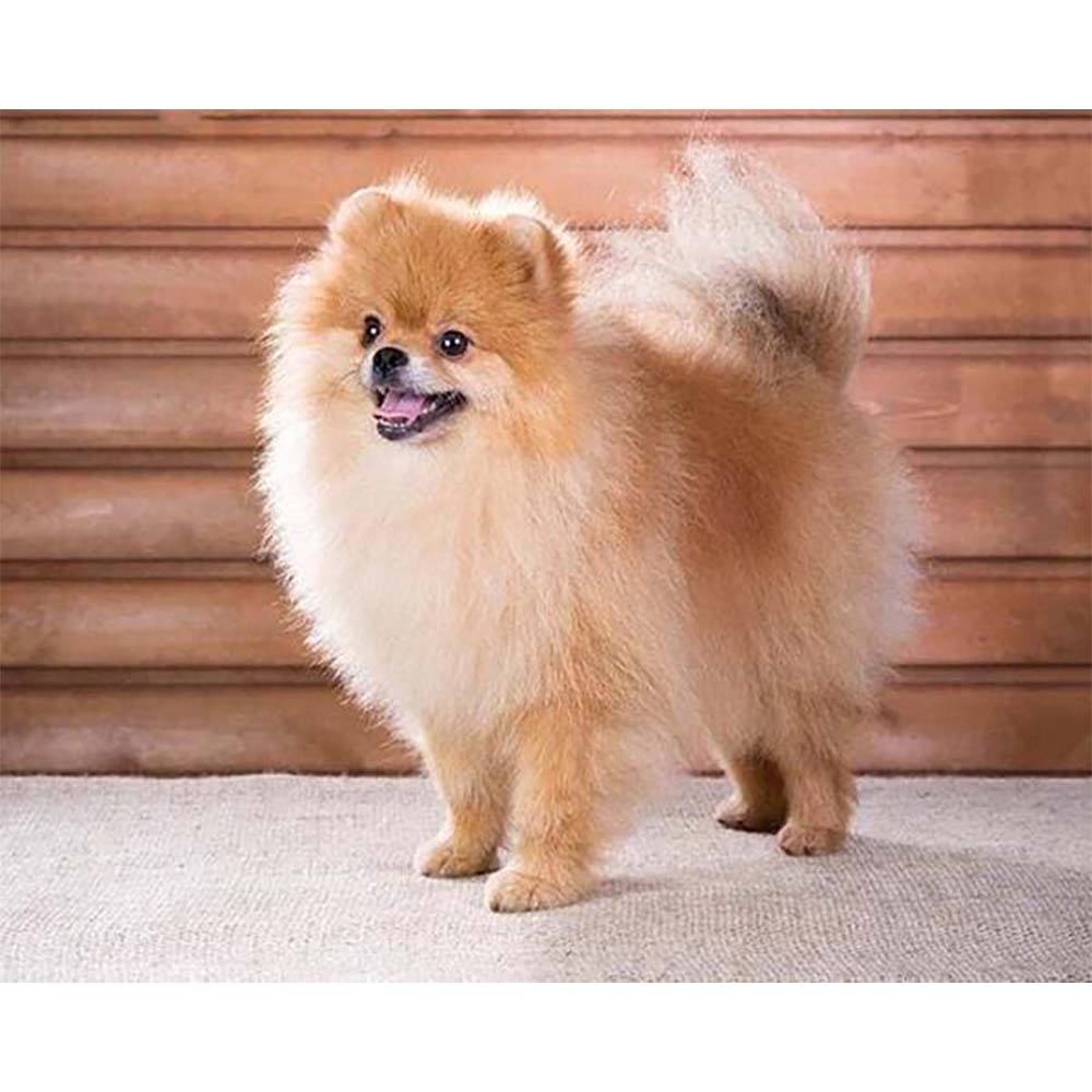 Diamond Painting - Small Dog