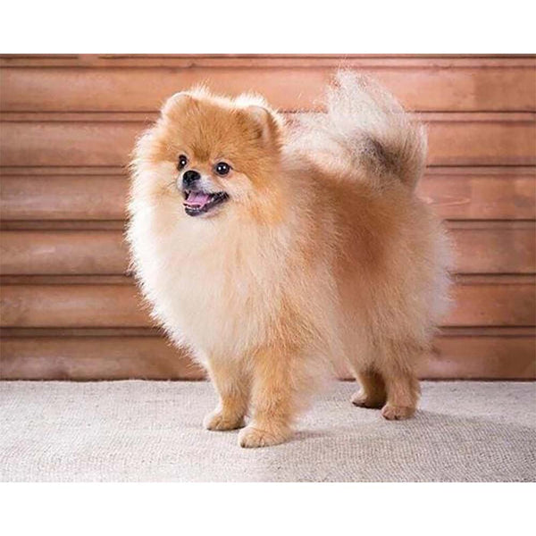 Diamond Painting - Small Dog