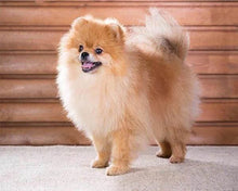 Load image into Gallery viewer, Diamond Painting | Diamond Painting - Small Dog | animals Diamond Painting Animals dogs | FiguredArt