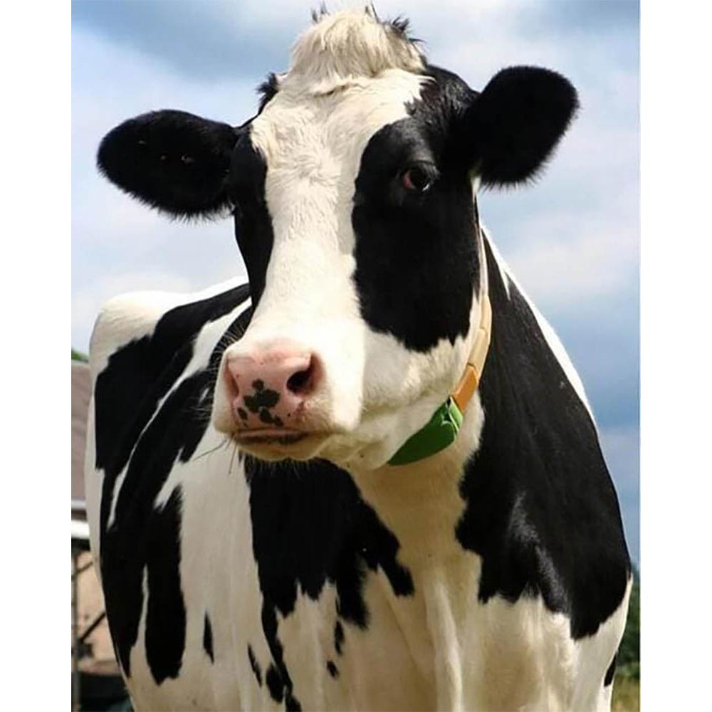 Diamond Painting - Beautiful Cow