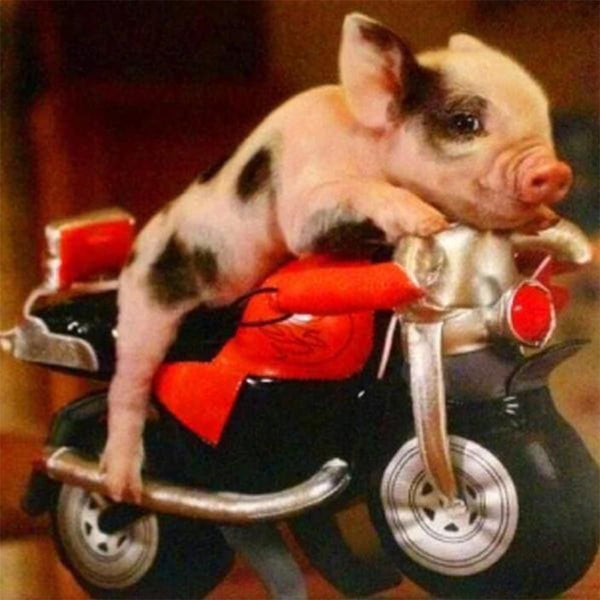 Diamond Painting - Pig and Motorbike