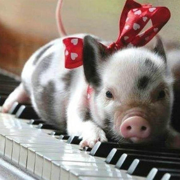 Diamond Painting - Pig and Piano