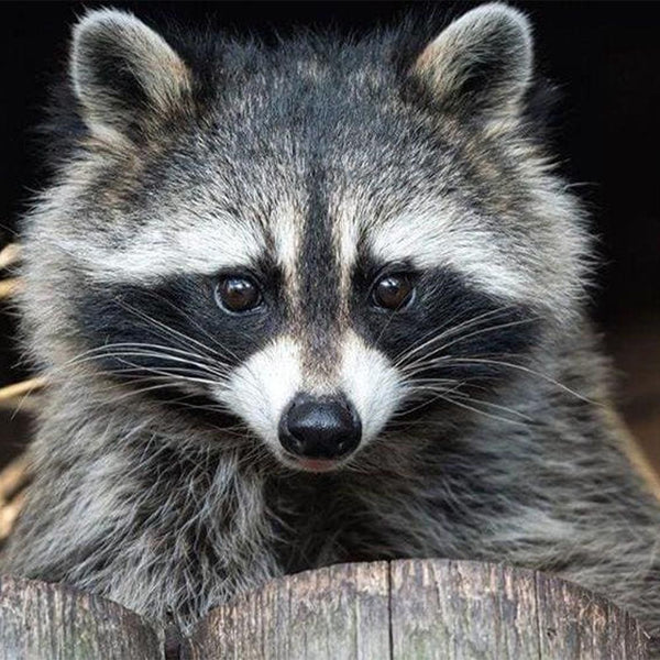 Diamond Painting - Pretty Raccoon