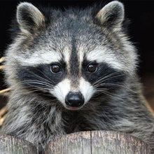 Load image into Gallery viewer, Diamond Painting - Pretty Raccoon