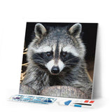 Diamond Painting | Diamond Painting - Pretty Raccoon | animals Diamond Painting Animals raccoons | FiguredArt