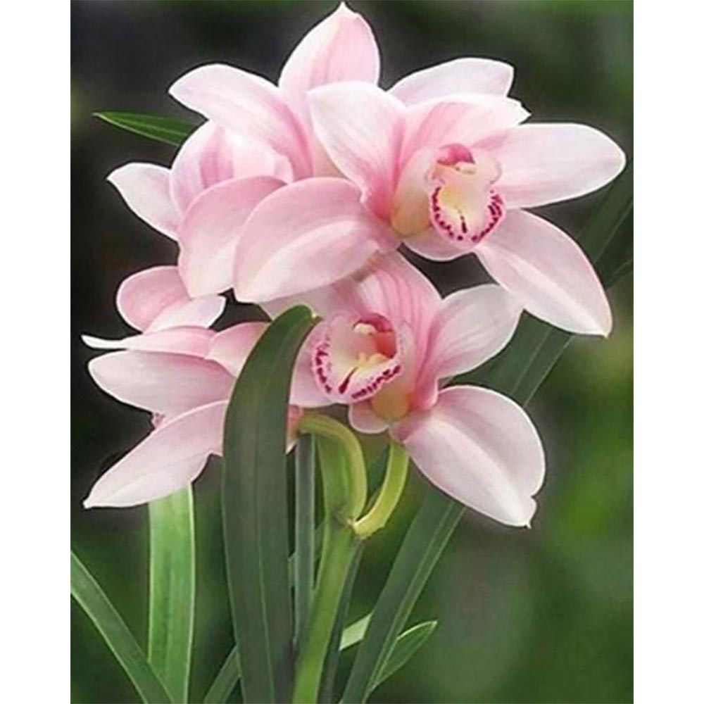 Diamond Painting - Beautiful Flower