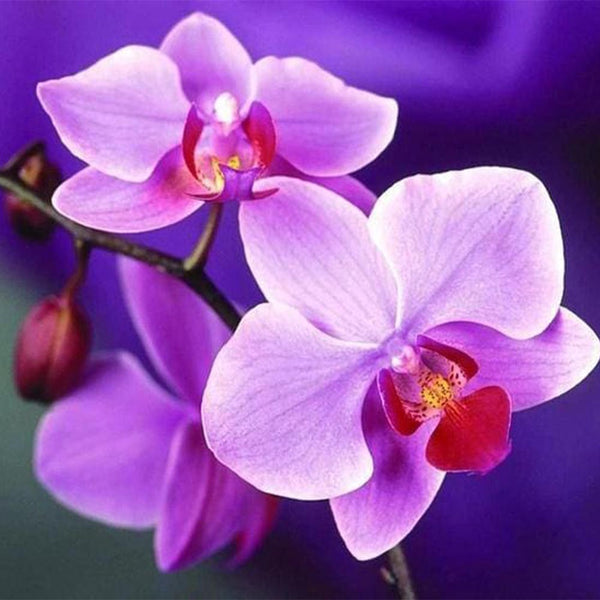 Diamond Painting - Purple Flower