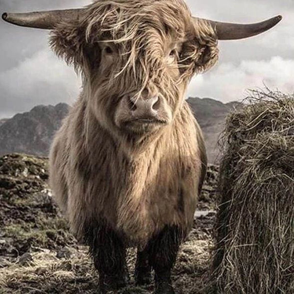 Diamond Painting - Yak