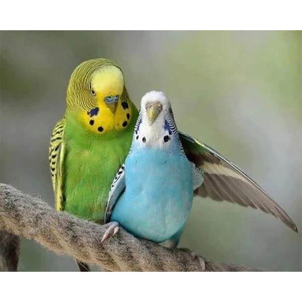 Diamond Painting - Parakeets