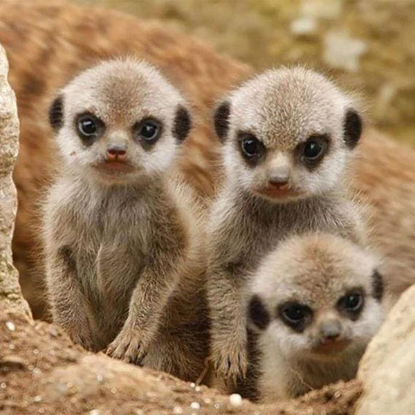 Diamond Painting - Little Monkeys