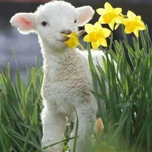 Diamond Painting - Sheep and Flowers