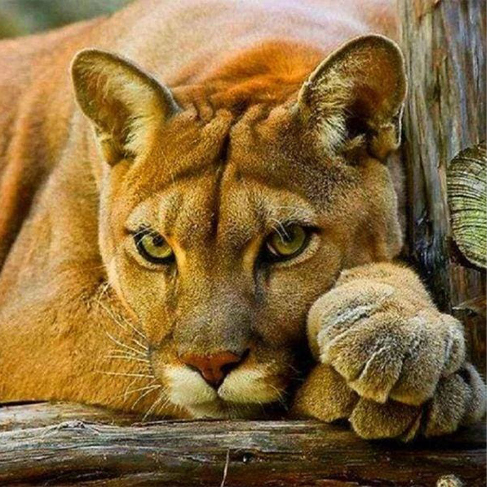 Diamond Painting - Lioness