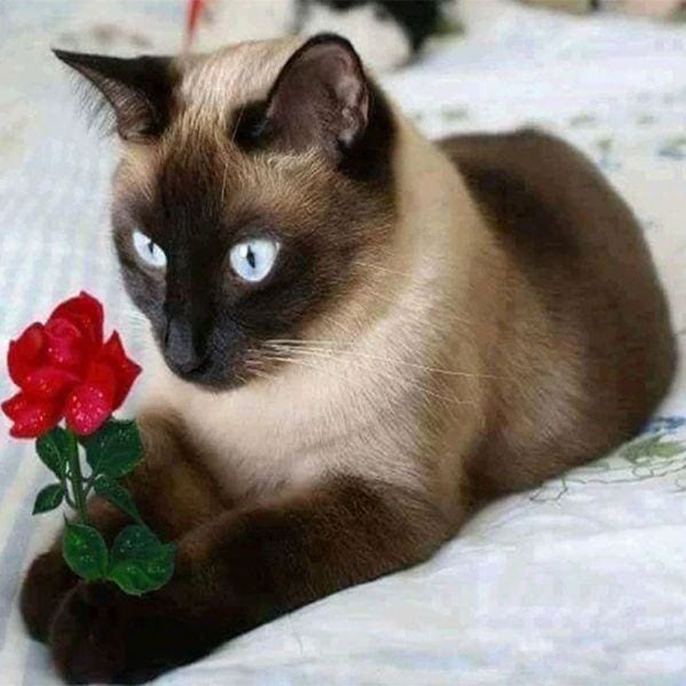 Diamond Painting - Romantic Cat