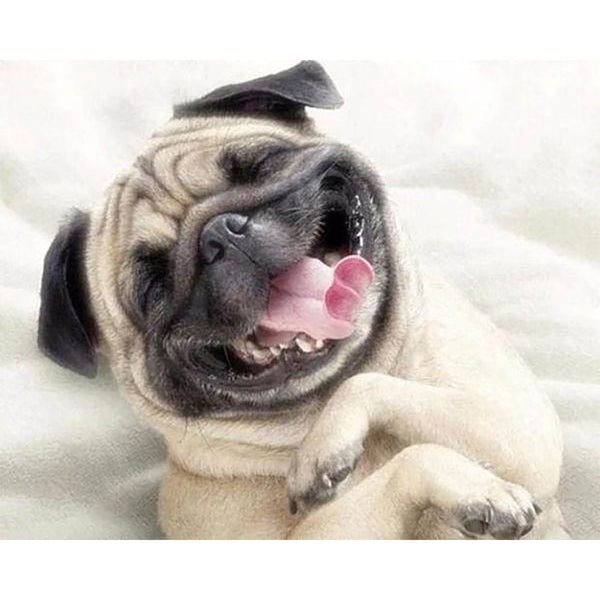 Diamond Painting - Sharpey asleep