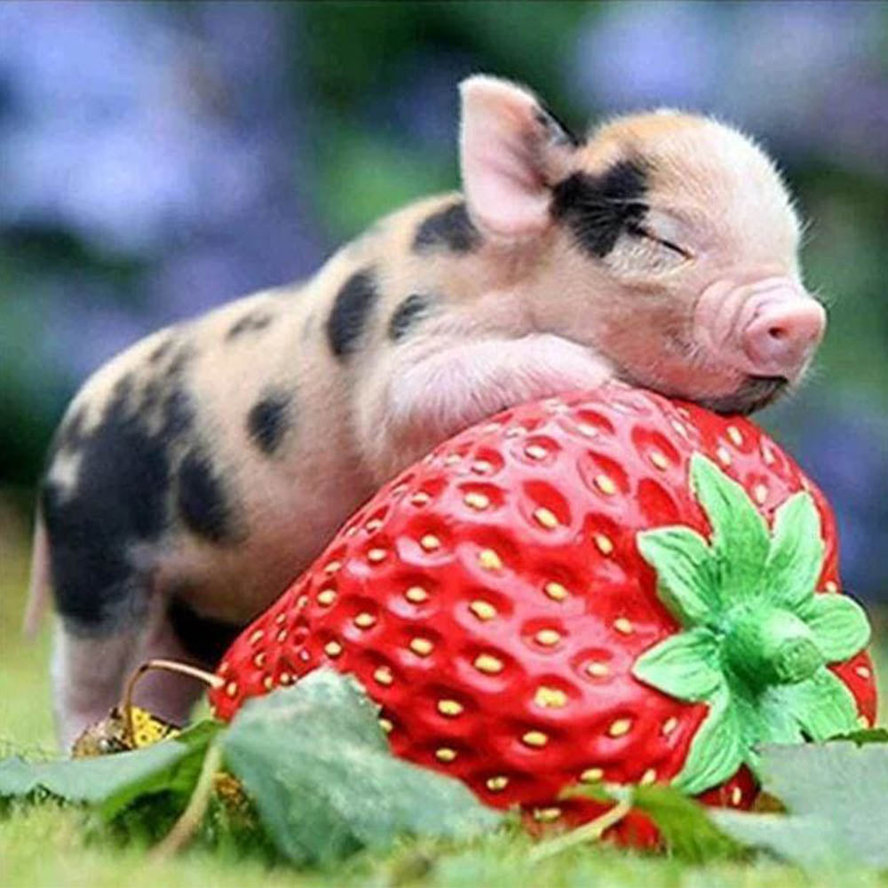 Diamond Painting - Baby Pig and Strawberry