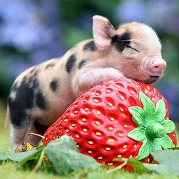 Diamond Painting - Baby Pig and Strawberry