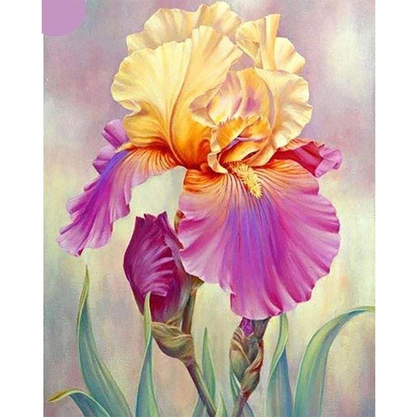 Diamond Painting - Iris bicolor