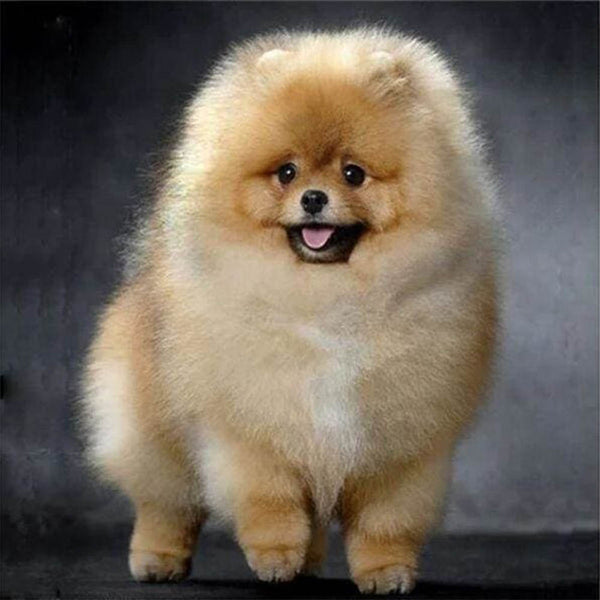 Diamond Painting - Chow Chow