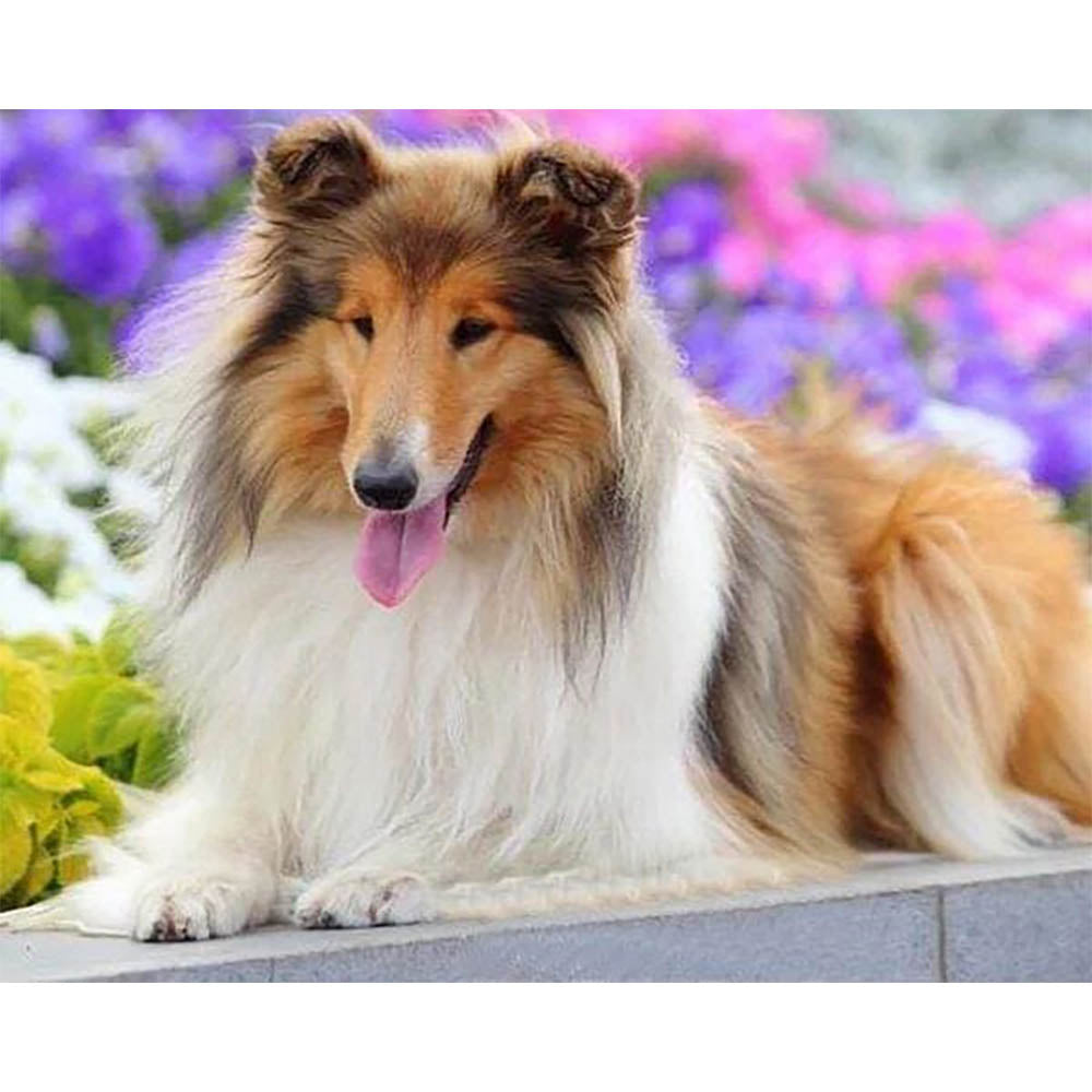 Diamond Painting - Collie