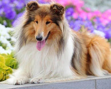 Load image into Gallery viewer, Diamond Painting | Diamond Painting - Collie | animals Diamond Painting Animals | FiguredArt
