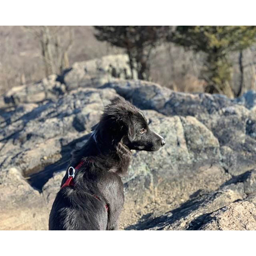 Diamond Painting - Rock and Dog