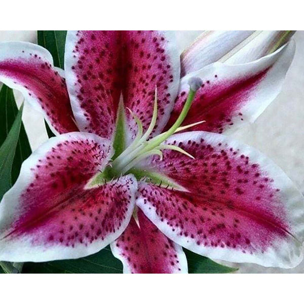 Diamond Painting - Red Lily