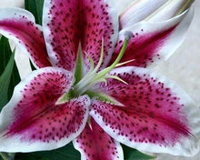 Load image into Gallery viewer, Diamond Painting | Diamond Painting - Red Lily | Diamond Painting Flowers flowers | FiguredArt