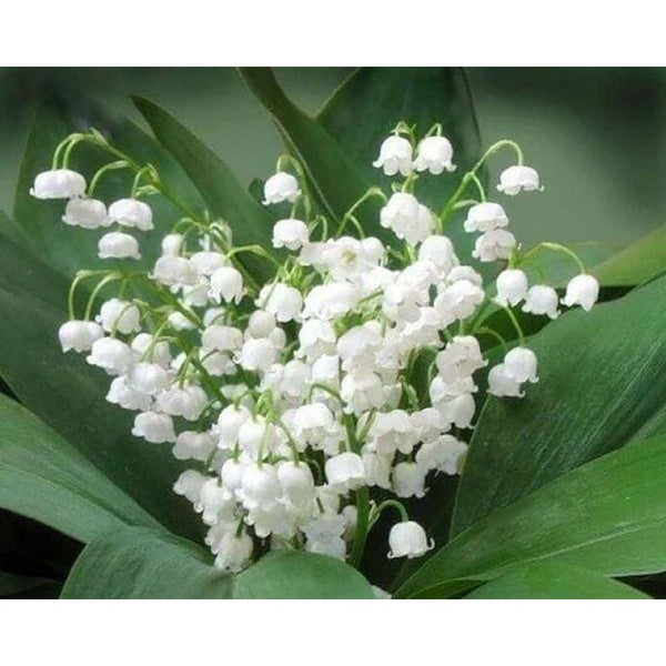 Diamond Painting - Lily of the Valley Flowers