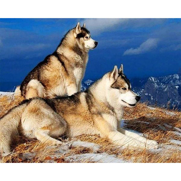 Diamond Painting - Huskies