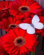 Load image into Gallery viewer, Diamond Painting | Diamond Painting - Red Daisies and White Butterfly | animals butterflies Diamond Painting Animals Diamond Painting