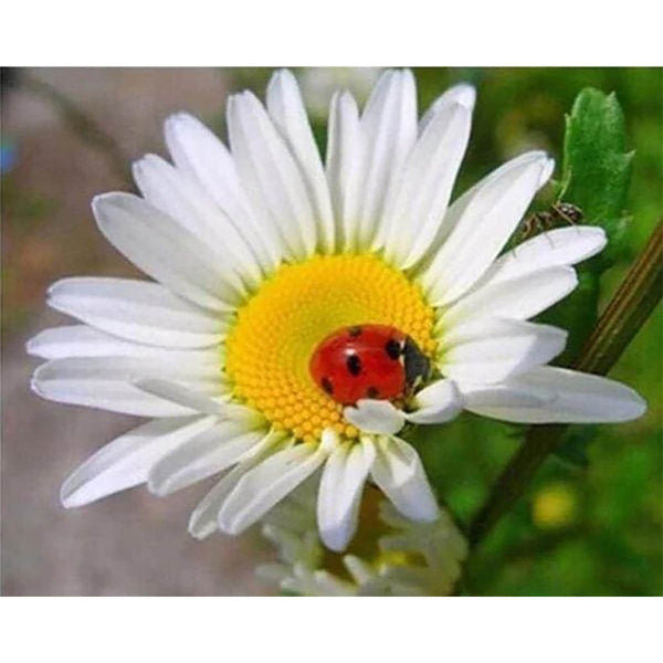Diamond Painting - Ladybird and Marguerite
