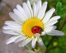 Load image into Gallery viewer, Diamond Painting | Diamond Painting - Ladybird and Marguerite | animals Diamond Painting Animals Diamond Painting Flowers flowers |