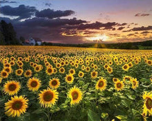 Load image into Gallery viewer, Diamond Painting | Diamond Painting - Sunflower Field | Diamond Painting Flowers flowers | FiguredArt