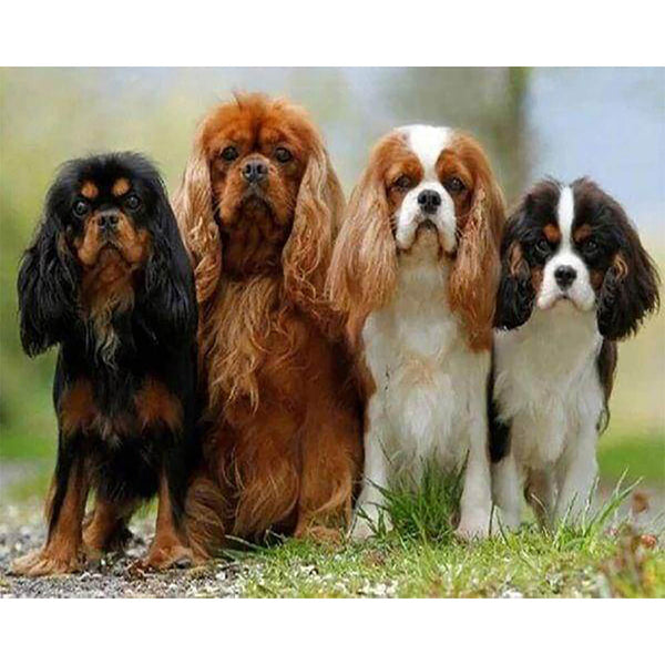 Diamond Painting - Puppy Family