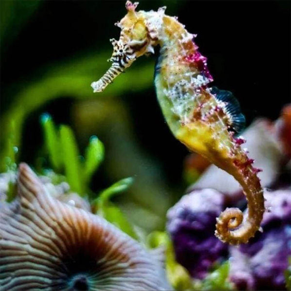 Diamond Painting - Seahorse