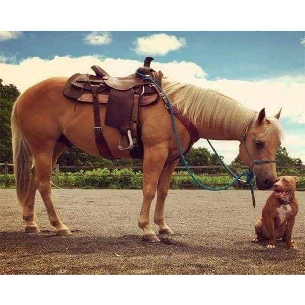 Diamond Painting - Horse and Dog