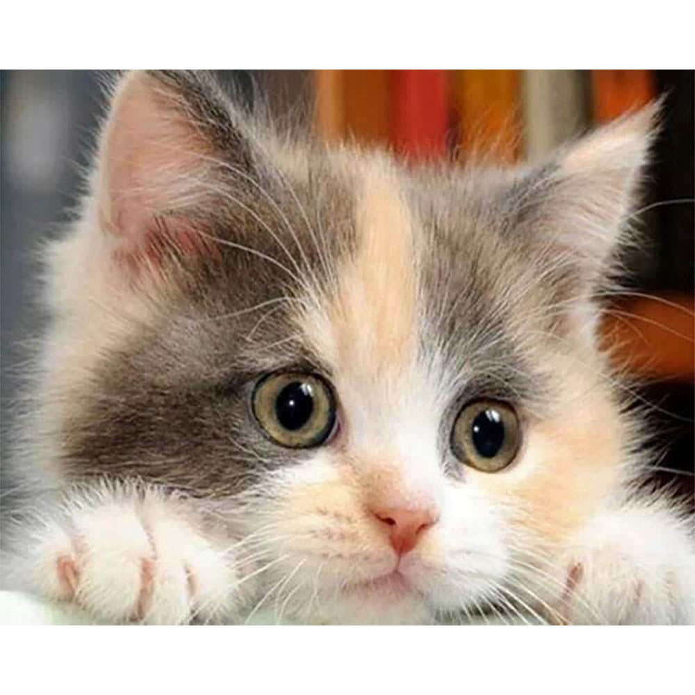 Diamond Painting - Little Cat Curious