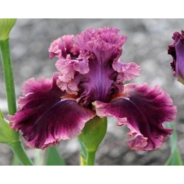 Diamond Painting - Iris Flower
