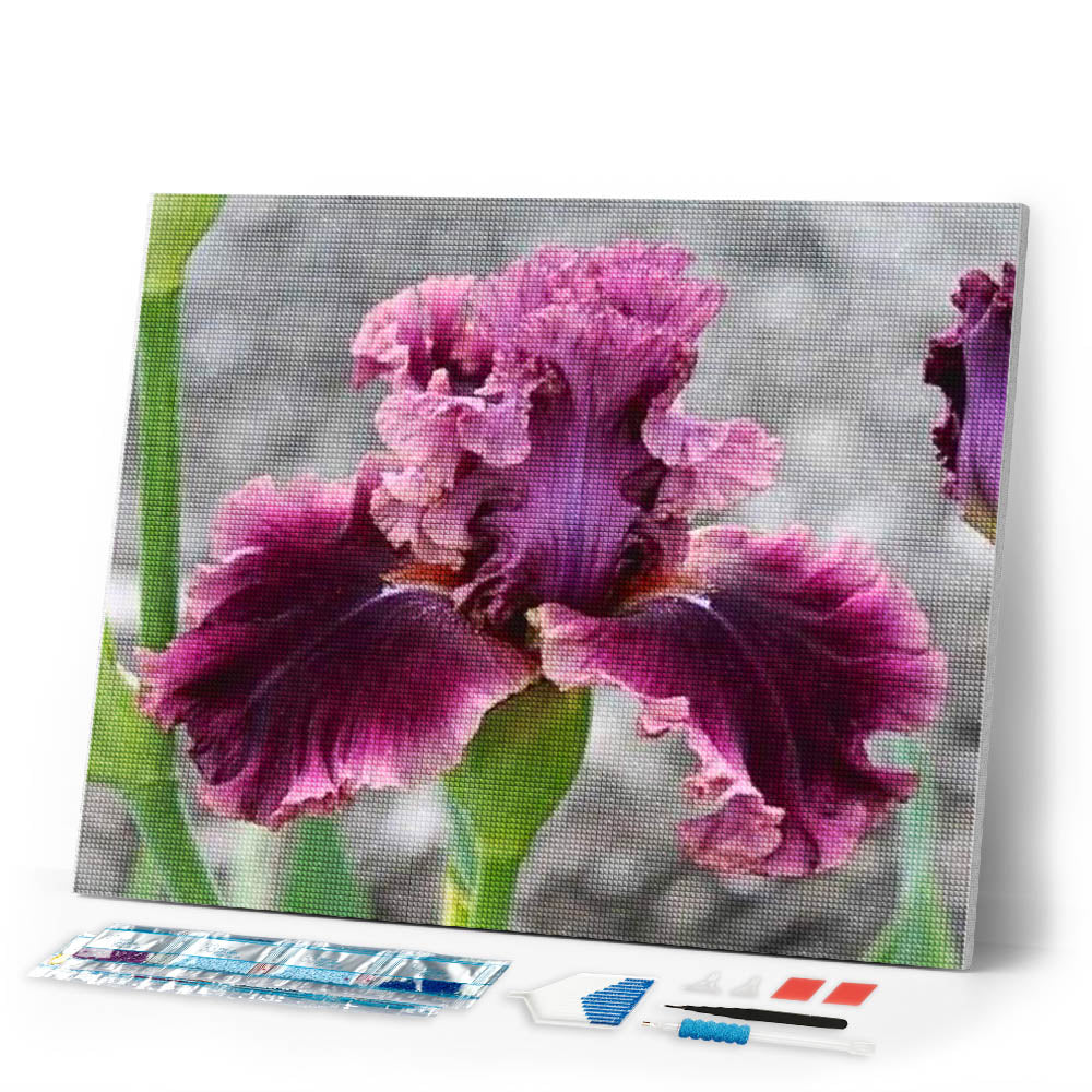 Diamond Painting | Diamond Painting - Iris Flower | Diamond Painting Flowers flowers | FiguredArt