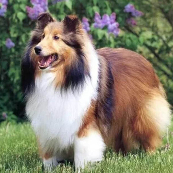 Diamond Painting - Collie in the Garden