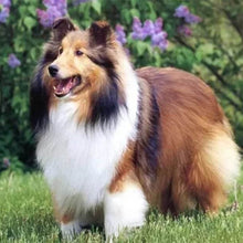 Load image into Gallery viewer, Diamond Painting | Diamond Painting - Collie in the Garden | animals Diamond Painting Animals | FiguredArt