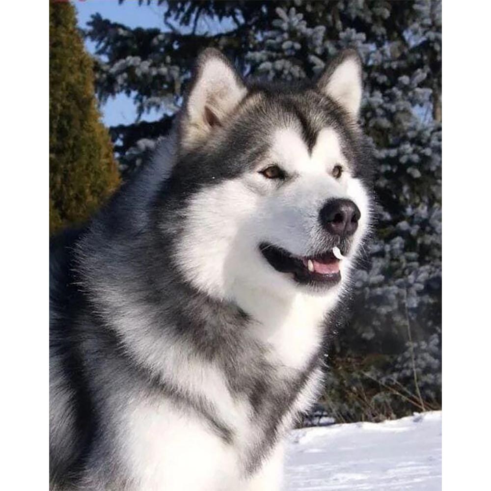 Diamond Painting - Husky in Winter