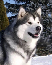 Load image into Gallery viewer, Diamond Painting | Diamond Painting - Husky in Winter | animals Diamond Painting Animals winter | FiguredArt