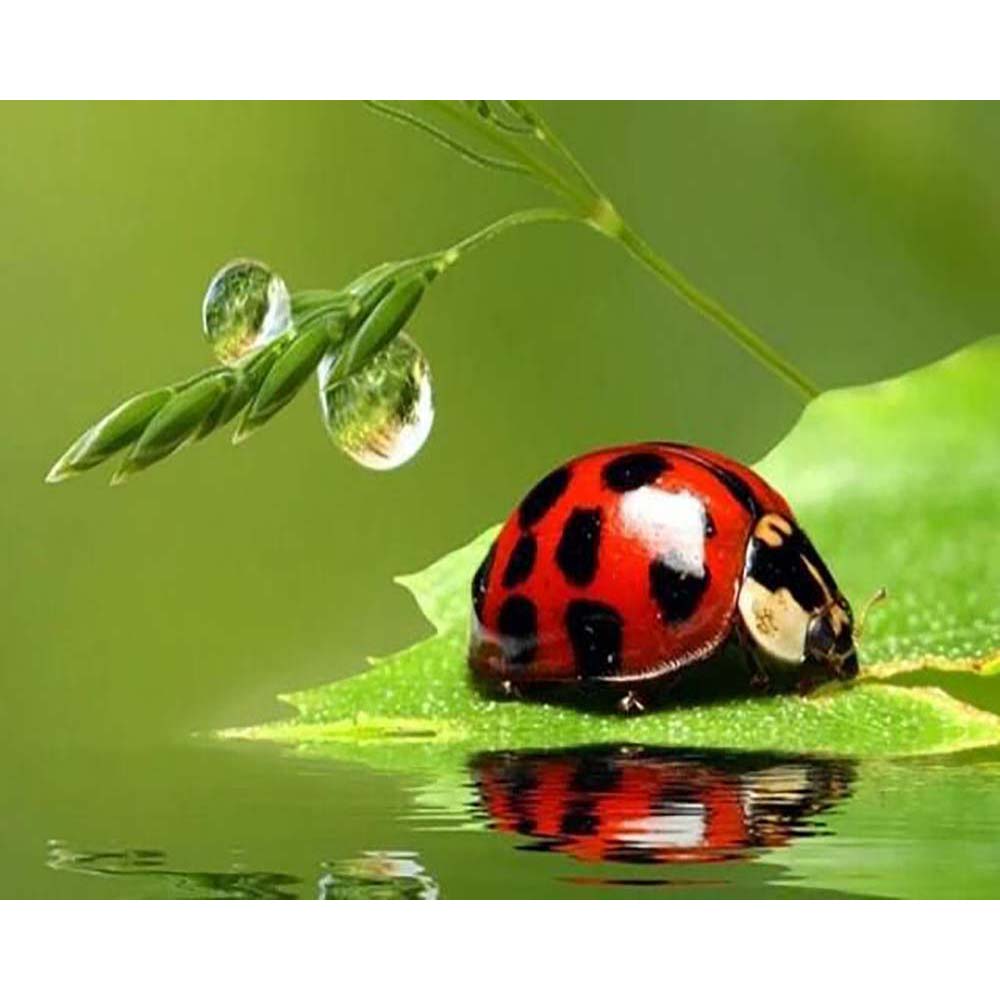 Diamond Painting - Beetle